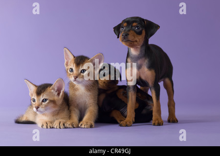 Deux chatons abyssins et deux chiots pinscher nain Banque D'Images