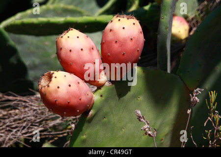 Le figuier de Barbarie (Opuntia sp.), Ibiza, Espagne, Europe Banque D'Images