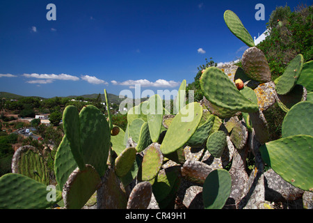 Le figuier de Barbarie (Opuntia sp.), Ibiza, Espagne, Europe Banque D'Images