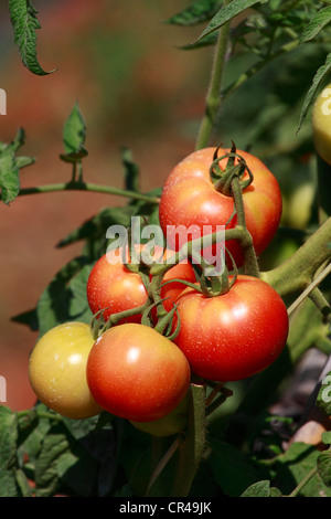 La tomate (Solanum lycopersicum), Ibiza, Espagne, Europe Banque D'Images