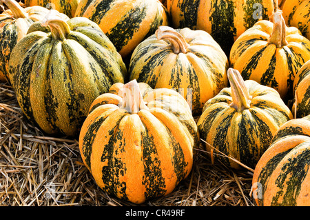 Pumpkins sur l'affichage Banque D'Images