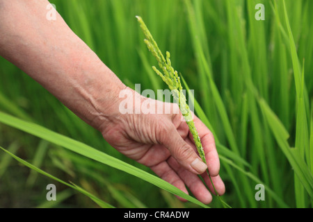 Farmer Holding épis de riz Banque D'Images