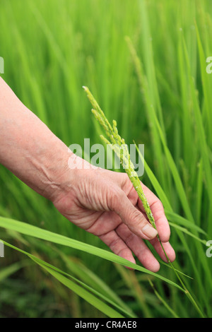 Farmer Holding épis de riz Banque D'Images