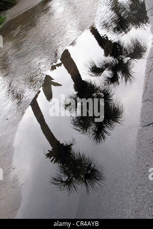 Palmiers dans l'eau Banque D'Images