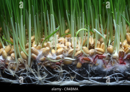Blé de croissance Banque D'Images