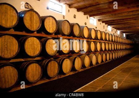 Des tonneaux de vin dans le musée du vin dans La Geria, où le vin est cultivé en pleine de cendres volcaniques, une production qui est unique dans le monde Banque D'Images