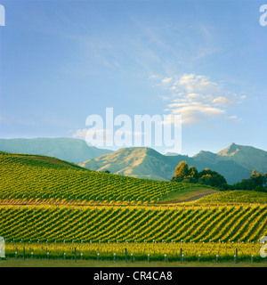 Tôt le matin dans une belle colline vignoble dans la région viticole de Marlborough de l'île du sud de Nouvelle-Zélande. Banque D'Images