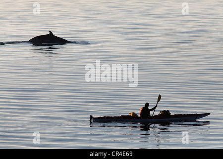 Canoë et le petit rorqual du Nord ou le petit rorqual (Balaenoptera acutorostrata), Le Cap Bon Désir, route des baleines Banque D'Images