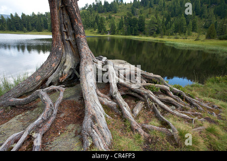 Les racines des arbres en Gruensee, Green Lake, Turracher Hoehe, Carinthie, Autriche, Europe Banque D'Images