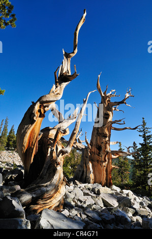 Morts et survécu à l'ancienne Bristlecone Pine (Pinus longaeva) au mont Wheeler, Parc National du Grand Bassin, Nevada, USA Banque D'Images