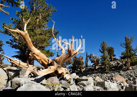 Weathered Wood d'une ancienne Bristlecone Pine (Pinus longaeva) au mont Wheeler, Parc National du Grand Bassin, Nevada, USA Banque D'Images