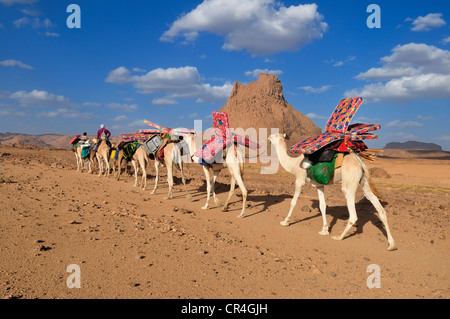 Groupe de chameaux, caravane dans le paysage volcanique du Hoggar, Montagnes, Wilaya d'Ahaggar Tamanrasset, Algérie, Sahara Banque D'Images