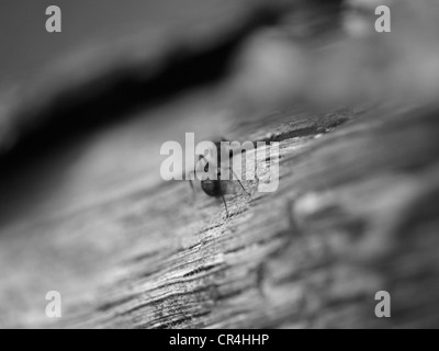 Une fourmi marche sur un bois. Close-up, la photographie en noir et blanc. Banque D'Images