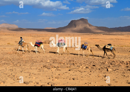 Groupe de chameaux, caravane, dans le paysage volcanique du Hoggar, Montagnes, Wilaya d'Ahaggar Tamanrasset, Algérie, Sahara Banque D'Images