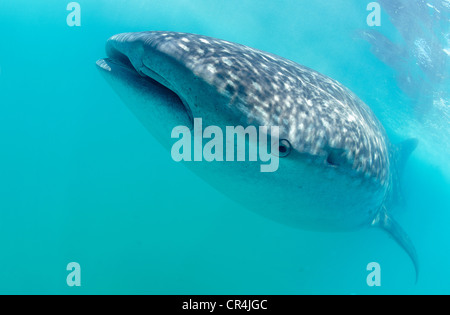 Le Mexique, l'État de Quintana Roo, la mer des Caraïbes, l'île de Holbox, le requin-baleine (Rhincodon typus), c'est le plus gros poisson du Banque D'Images