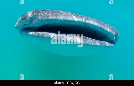 Le Mexique, l'État de Quintana Roo, la mer des Caraïbes, l'île de Holbox, le requin-baleine (Rhincodon typus) c'est le plus gros poisson du monde Banque D'Images