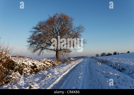 Chêne et chemin de terre en hiver, Auvergne, France, Europe Banque D'Images