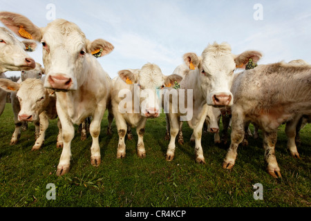Les jeunes bovins charolais, Allier, France, Europe Banque D'Images