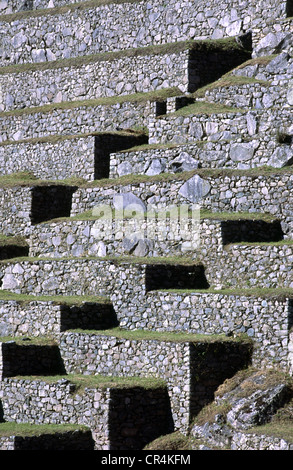 Terrasses agricoles à Machu Picchu, au Pérou. Banque D'Images