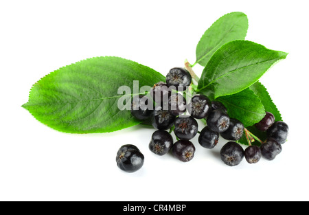 Branche de l'aronie noire (Aronia melanocarpa) isolated on white Banque D'Images