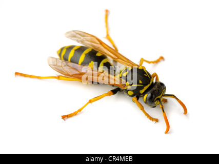 European paper wasp (Polistes dominula) isolated on white Banque D'Images