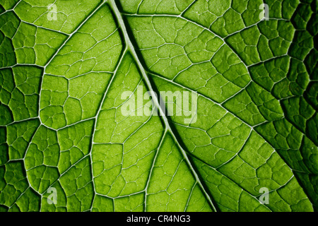 La bourrache (Borago officinalis), close-up of leaf Banque D'Images