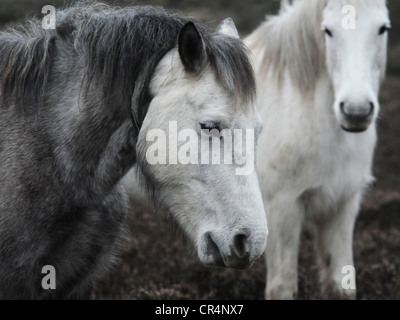 Deux nouveaux poneys des forêts sauvages d'itinérance dans le Hampshire. Banque D'Images