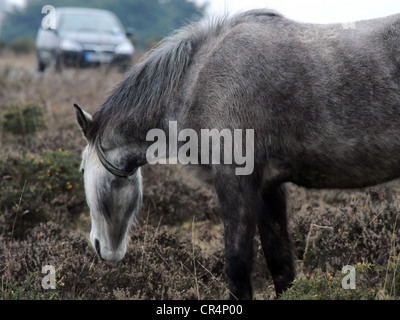 Un nouveau poney sauvage Forêt de manger près d'une voiture dans le Hampshire. Banque D'Images