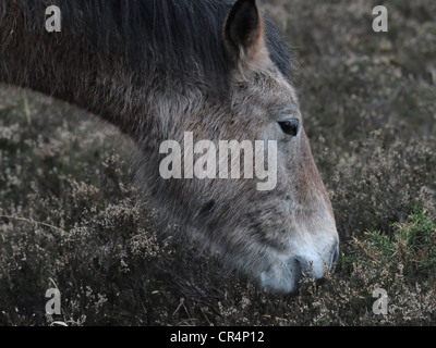 Un nouveau poney sauvage Forêt manger le trèfle. Banque D'Images