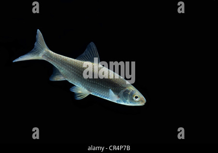 (Alburnus alburnus sombre commun) Banque D'Images