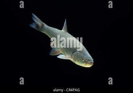 Chub (Leuciscus cephalus européenne) Banque D'Images