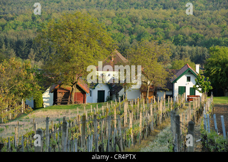 Maisons de vignerons sur csaterberg, kohfidisch, Burgenland, Autriche, Europe Banque D'Images