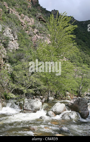 Gorges de Spelunca Porto Ota Corse France Europe Banque D'Images