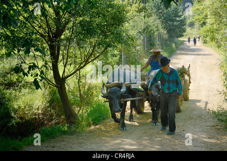 Wagon tiré par des buffles, depuis nova, Roumanie, Europe Banque D'Images