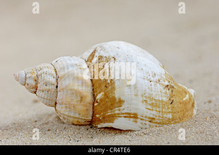 De la coquille (Buccinum undatum Buccin commun), Pays-Bas, Europe Banque D'Images