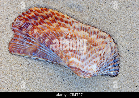 L'Arche de Noé (Arca nda) shell, Provence, Sud de France, France, Europe Banque D'Images