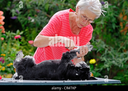 Woman clipping un schnauzer nain (Canis lupus familiaris), noir et argent, avec des ciseaux, Bergkamen Banque D'Images