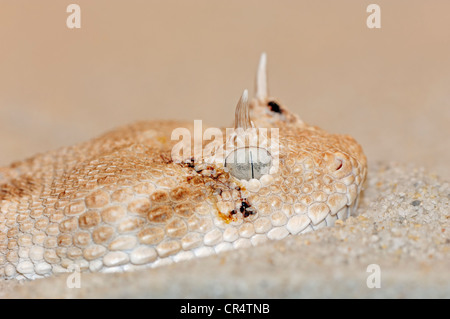 Désert ou vipère à cornes (vipère à cornes Cerastes cerastes), portrait, serpent venimeux, originaire d'Afrique du Nord et de l'Arabian Banque D'Images