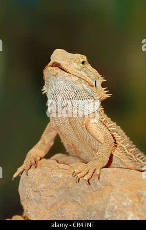 Amphibolurus Central Bearded Dragon (Pogona vitticeps, barbatus), originaire de l'Australie, en captivité, Bergkamen Banque D'Images