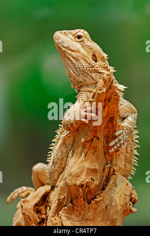 Amphibolurus Central Bearded Dragon (Pogona vitticeps, barbatus), originaire de l'Australie, en captivité, Bergkamen Banque D'Images