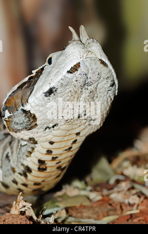 L'Afrique de l'Ouest Gaboon Viper ou Gaboon Adder (Bitis gabonica rhinoceros), portrait, serpent venimeux, originaire d'Afrique de l'Ouest Banque D'Images