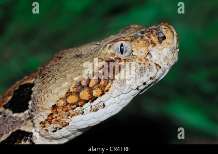 Crotale des bois (Crotalus horridus), portrait, serpent venimeux, originaire d'Amérique du Nord, en captivité, Rhénanie du Nord-Westphalie Banque D'Images