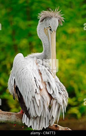 Pélican à dos rosé (Pelecanus rufescens), lissage, lui-même originaire d'Afrique, en captivité, l'Allemagne, de l'Europe Banque D'Images