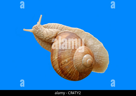 Escargot de Bourgogne ou escargots (Helix pomatia) Banque D'Images