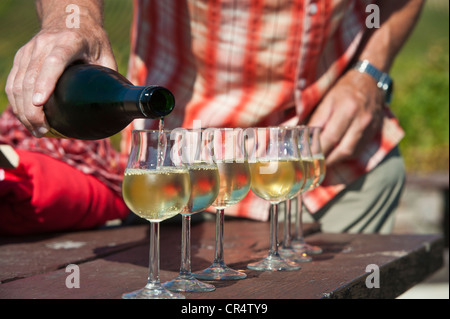 Vin blanc Riesling est versé dans des verres à vin, Rheingau, Hesse, Germany, Europe Banque D'Images