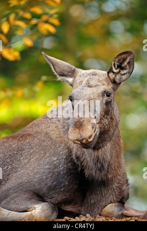 Elk eurasien (Alces alces alces), vache à l'automne, en captivité, Nordrhein-Westfalen, Germany, Europe Banque D'Images