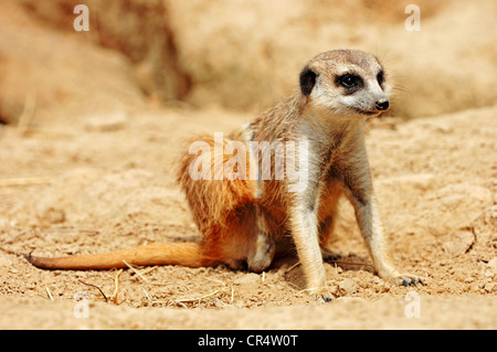 Meerkat ou Suricate (Suricata suricatta), originaire d'Afrique, en captivité, Nordrhein-Westfalen, Germany, Europe Banque D'Images