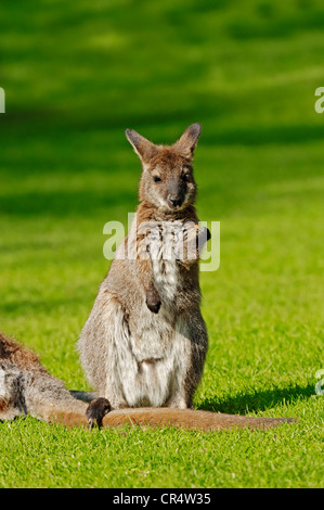 Wallaby de Bennett ou Red-necked Wallaby (Macropus rufogriseus), juvénile, originaire de l'Australie, en captivité, l'Allemagne, de l'Europe Banque D'Images