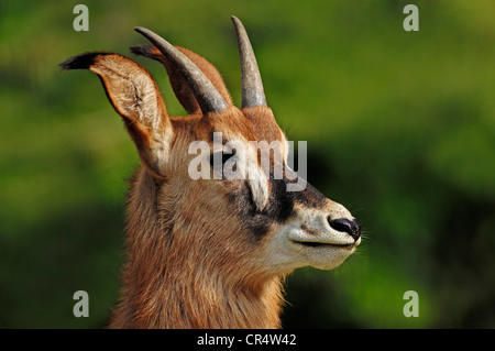 L'antilope rouanne (Hippotragus equinus), juvénile, portrait, originaire d'Afrique, en captivité, l'Allemagne, de l'Europe Banque D'Images