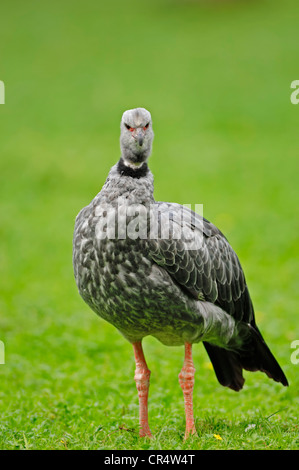 Screamer Screamer à crête ou du sud (Chauna torquata), originaire d'Amérique du Sud, en captivité, l'Allemagne, de l'Europe Banque D'Images